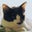 Marko Teullet's profile image