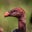 dude bal's profile image