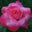 Sheri Hutton's profile image