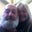 Steve Taylor's profile image