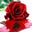 Ida Fierake's profile image