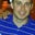 Dave Bentley's profile image