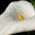 Gayle Fedele's profile image