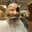 anthony pernice's profile image