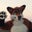 Leon @Doctor_Red_Fox's profile image