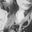 Haillee Mclean's profile image