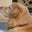Susan Carpenter's profile image