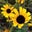 Happiness In Slavery's profile image