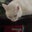 Josephine Lifrieri's profile image