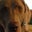 Carol Tatarka's profile image