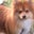 Anthony Smith's profile image