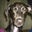 Angelo Fernandez's profile image