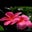 Jackie Harris's profile image