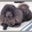 Nick Adams's profile image
