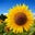 RuthAnn Becella Fields's profile image