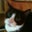 Robin Gartland's profile image