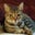 Barry Horst's profile image