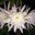 Julia Padgett's profile image