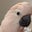 Charlotte Huehner's profile image