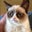 Funkee Dumpling's profile image