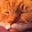 Josie C.'s profile image