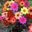 RanchoVibe's profile image