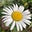 Cinthya Alcaraz's profile image