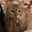 Heather Eberhardt Amin's profile image