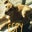 Shelley Winegrad's profile image