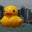 Kay Duckie's profile image