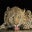 Explorador infatigable's profile image