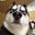 Josh Rose's profile image
