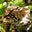 Def The Ocelot's profile image
