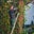 Tree Removal Seattle's profile image