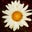 Suzanne Simonelli's profile image