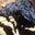 Kahren Pelzer's profile image