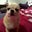 Penny Shack's profile image