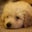Stephie Wu's profile image