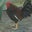 Marc Nachman's profile image