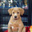 Lori Harvala's profile image