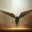 Frankie Rivera's profile image