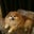 Mark Gutzmer's profile image