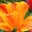 Aimee Rogers Brace's profile image