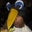 arish's profile image