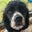 Wilddriver85's profile image