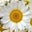 Debbi Parker's profile image