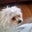 Sheila Lauderman's profile image