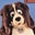 BradHound's profile image