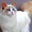 hasan aslan's profile image