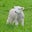 Upeedina Lamb's profile image
